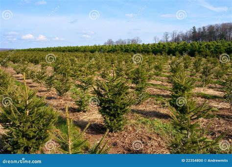 Christmas Trees Landscape #1 Stock Photo - Image of flora, outdoor: 22354800