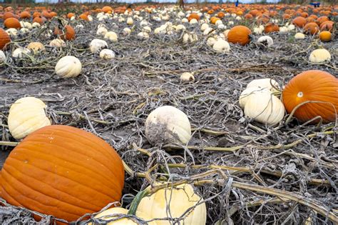 20 Fun Must Find Items on a Fall Pumpkin Patch Trip - The Frugal Navy Wife