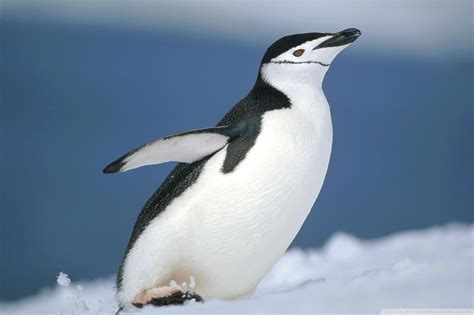 🔥 [40+] Cute Penguin Wallpapers for Desktop | WallpaperSafari