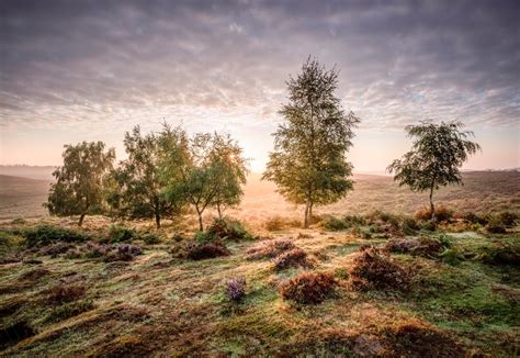 The New Forest, England [6449x4449] [OC] : r/EarthPorn