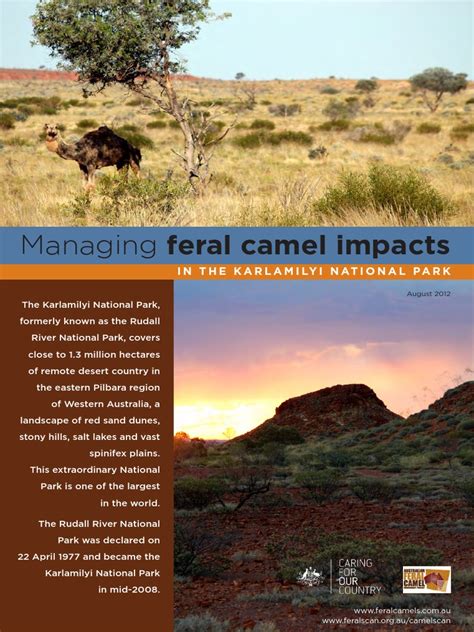 Managing Feral Camel Impacts | PDF | Australia | Pastoralism