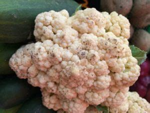 Downy Mildew | Vegetable Disease Facts