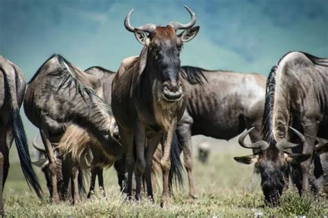 Blue Wildebeest | The Animal Facts | Appearance, Diet, Habitat, Behavior