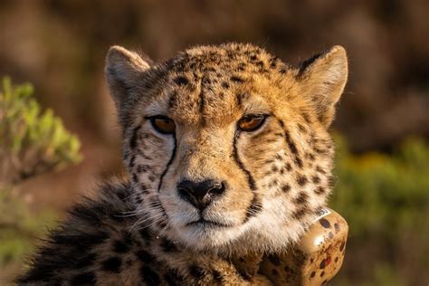 Rare birth of three 'healthy' Asiatic cheetah cubs in Iran