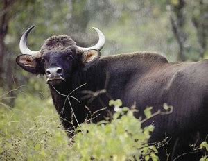 Indian Bison Archives - Animal Facts For Kids | Wild Facts