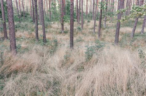 Summer forest in Latvia | Free Stock Image - Barnimages