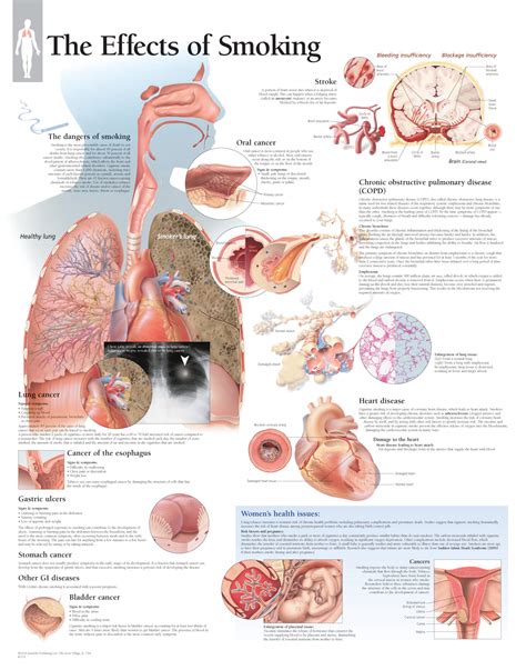 Effects of Smoking | Scientific Publishing