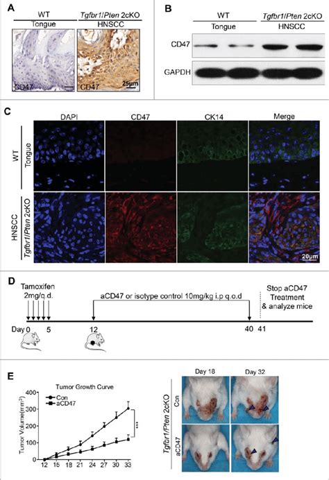 Anti-CD47 treatment by monoclonal antibody delays tumorigenesis in... | Download Scientific Diagram