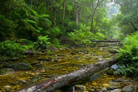 Knysna — A Mountain Forest ‘Restless And Spooky’ - Frontier Partisans