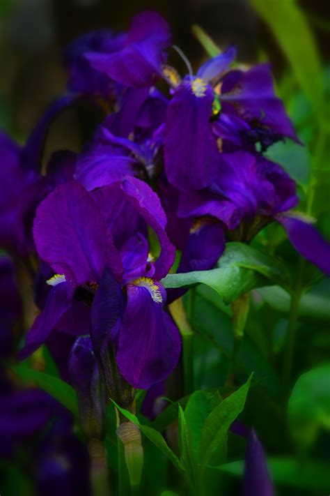 Purple Irises Free Stock Photo - Public Domain Pictures