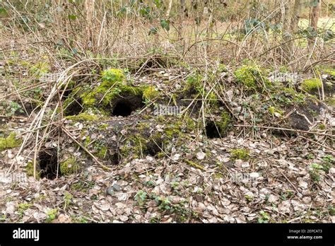 Rabbit warren in winter, a network of interconnecting rabbit burrows ...