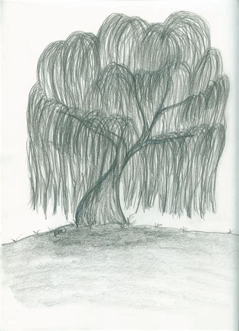 Willow Tree Black And White Drawing - Johnson Befteeprishe