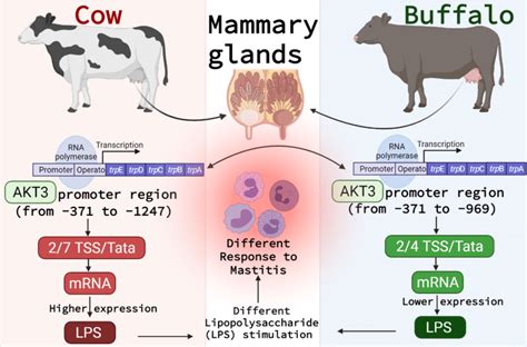 The different responses to mastitis between cow and buffalo based on... | Download Scientific ...