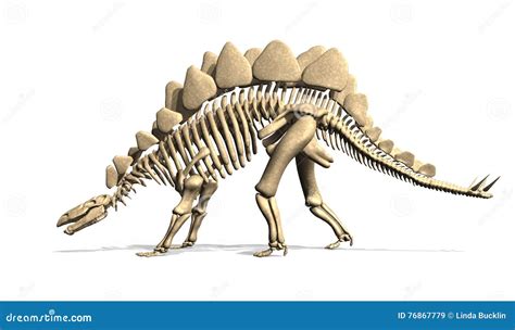 Stegosaurus Skeleton from Side Stock Illustration - Illustration of ...