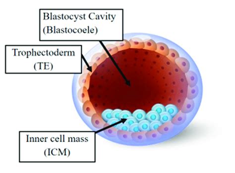 The human blastocyst. The structure comprises two differentiated cell... | Download Scientific ...