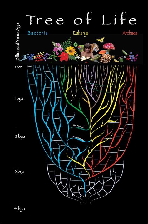 Tree of Life | EpicOfEvolution