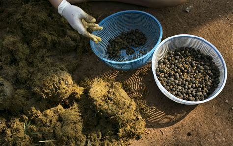 Would you pay US $1,100 for a kilogram of elephant dung coffee? | Thai Language School Bangkok ...