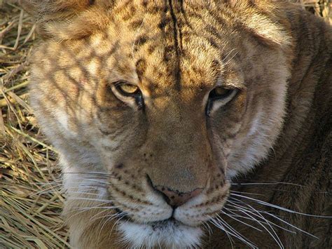 liger cub | Flickr - Photo Sharing!