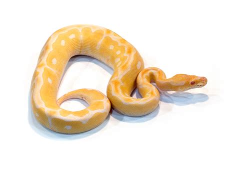 Morph List - World of Ball Pythons