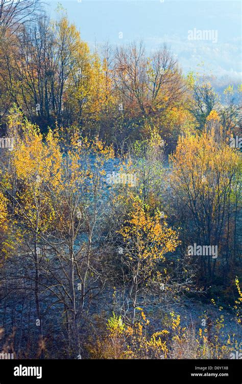 autumn mountain forest Stock Photo - Alamy