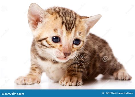 Bengal Cat Red Kitten Isolated Stock Photo - Image of face, purebred: 134520744