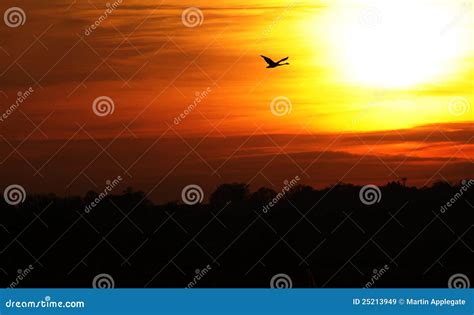 Swan Flying in Colorful Sunset Stock Image - Image of colorful, dusk ...