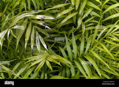 African oil palm Stock Photo - Alamy