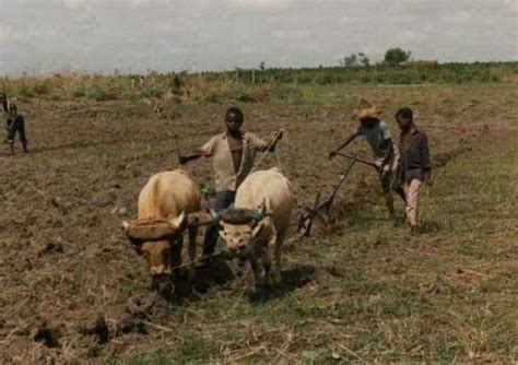 Child labour in Africa - Alchetron, The Free Social Encyclopedia