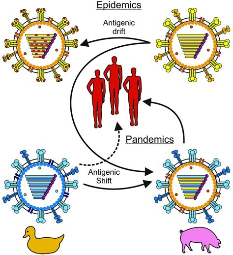 Viruses | Free Full-Text | Evasion of Influenza A Viruses from Innate ...