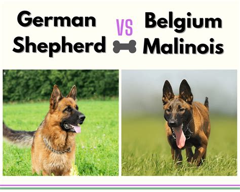 German Shepherd vs Belgium Malinios: A Quick Comparison - German Shepherd 101