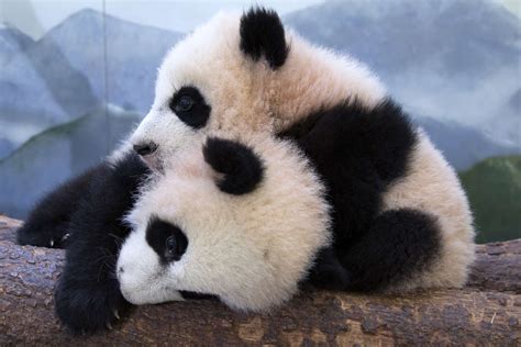 Panda Updates - Friday, March 17 - Zoo Atlanta