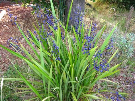 Dianella tasmanica w/ berries