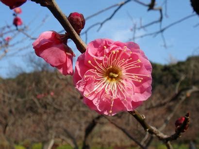 Prunus mume Siebold & Zuccarini