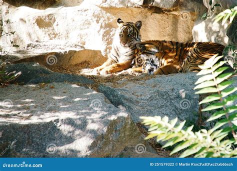 Three Tiger Cubs Lying To Rest. Striped Fur of the Elegant Predators Stock Photo - Image of ...