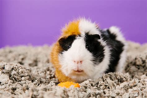 Vet Tips for the Best Guinea Pig Care