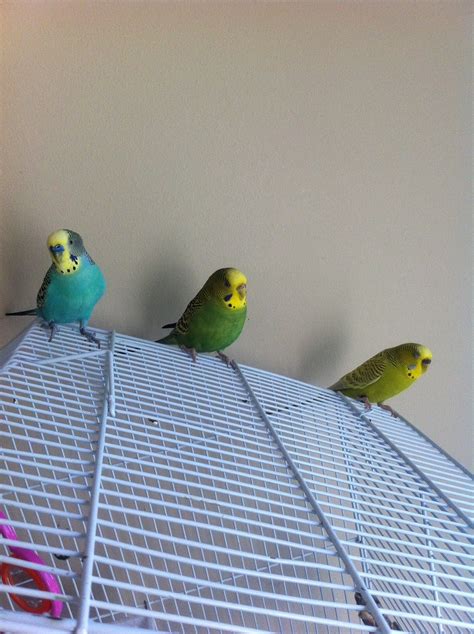 Download free photo of Parakeets,cute,male,female,green - from needpix.com