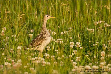 Photo :: Upland Sandpiper perched in typical field habitat