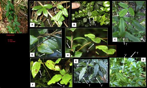 🔥 Boquila trifoliolata vine can mimic more than 8 tree leaves depending ...