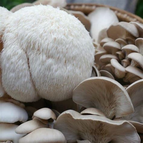 10 Best Mushrooms to Grow at Home - Milkwood