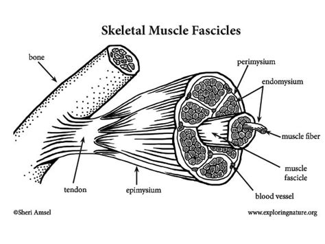 [DIAGRAM] Structure Of Skeletal Muscle Diagram To Label - MYDIAGRAM.ONLINE