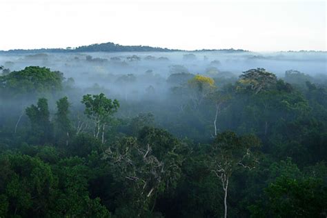 After 300 years, Amazon rainforest tree list nears 12,000 species ...