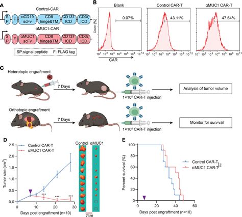 Frontiers | Orthotopic and Heterotopic Murine Models of Pancreatic Cancer Exhibit Different ...