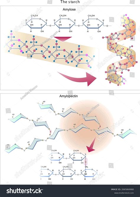 651 Polysaccharide Structure Images, Stock Photos & Vectors | Shutterstock