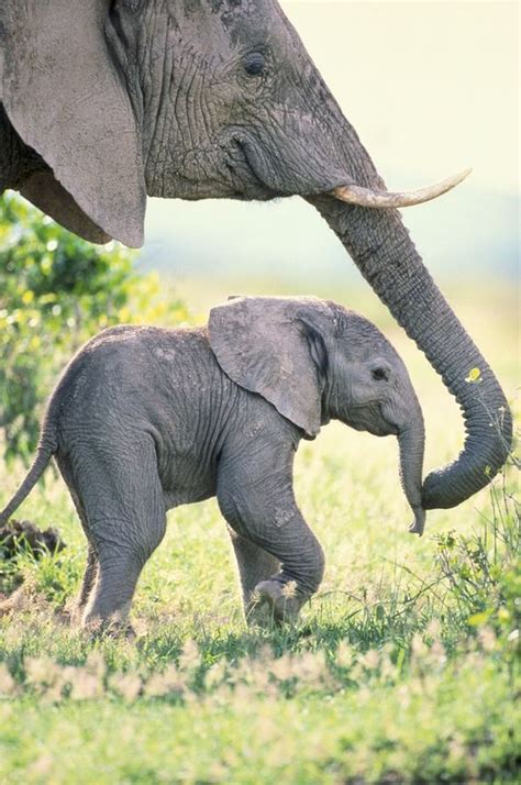 cute baby elephant with mother : r/Elephants