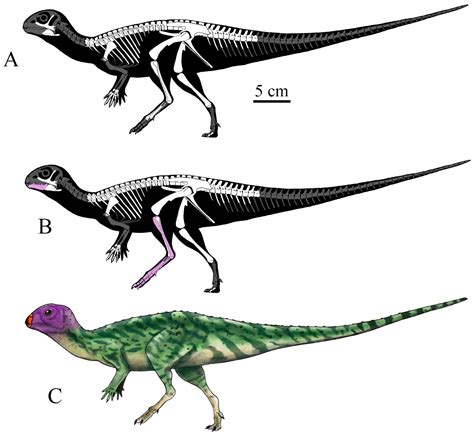 Minimocursor phunoiensis - Carnivora