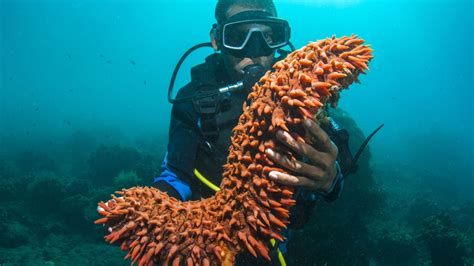 Can You Eat Sea Cucumbers and How Do They Taste?