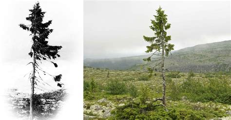 9,500-Year-Old Tree Found in Sweden Is The World’s Oldest Tree | Bored Panda