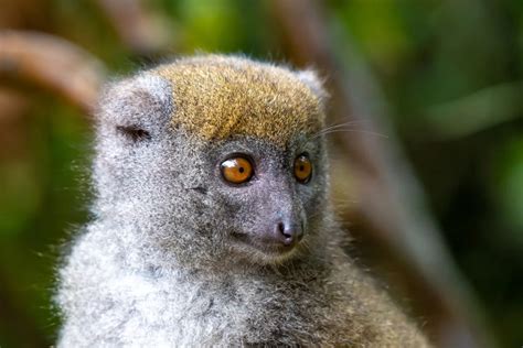 Greater Bamboo Lemur: Why Is It Endangered?