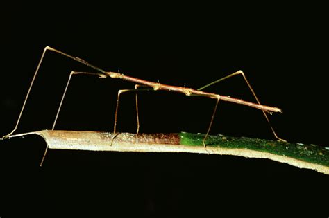 10 Fascinating Facts About Stick Insects