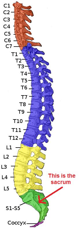 Sacral Plexus | Definition, Function & Location | Study.com